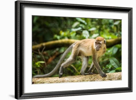 Long Tailed Macaque (Macaca Fascicularis), Indonesia, Southeast Asia-John Alexander-Framed Photographic Print