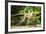 Long Tailed Macaque (Macaca Fascicularis), Indonesia, Southeast Asia-John Alexander-Framed Photographic Print