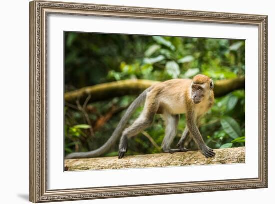 Long Tailed Macaque (Macaca Fascicularis), Indonesia, Southeast Asia-John Alexander-Framed Photographic Print