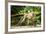 Long Tailed Macaque (Macaca Fascicularis), Indonesia, Southeast Asia-John Alexander-Framed Photographic Print