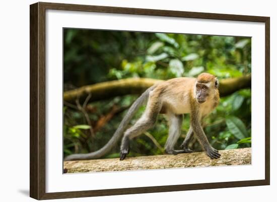 Long Tailed Macaque (Macaca Fascicularis), Indonesia, Southeast Asia-John Alexander-Framed Photographic Print