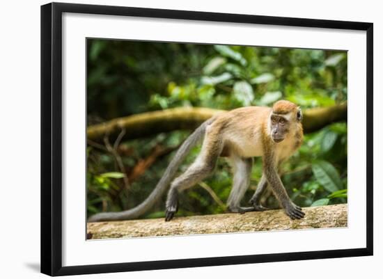 Long Tailed Macaque (Macaca Fascicularis), Indonesia, Southeast Asia-John Alexander-Framed Photographic Print