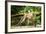 Long Tailed Macaque (Macaca Fascicularis), Indonesia, Southeast Asia-John Alexander-Framed Photographic Print