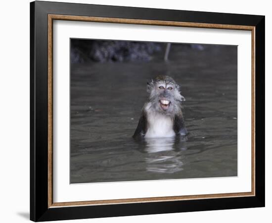 Long-Tailed Macaque Monkey Sits in the Water after Taking Food from a Tourist Boat in Malaysia-null-Framed Photographic Print