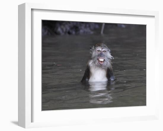 Long-Tailed Macaque Monkey Sits in the Water after Taking Food from a Tourist Boat in Malaysia-null-Framed Photographic Print