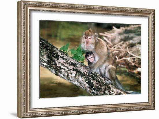 Long-tailed Macaque Mother And Baby-Georgette Douwma-Framed Photographic Print