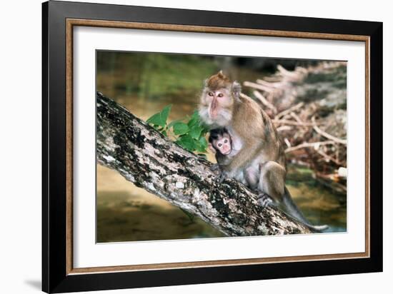 Long-tailed Macaque Mother And Baby-Georgette Douwma-Framed Photographic Print