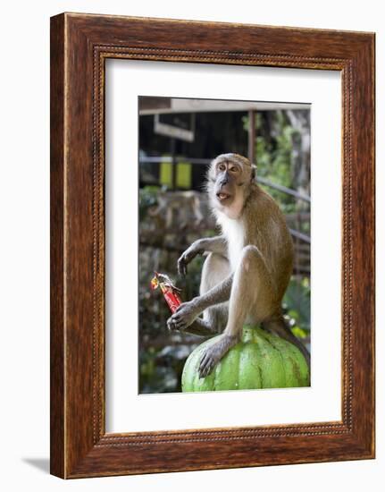 Long-Tailed Macaque with Candy Bar at Batu Caves, Kuala Lumpur, Malaysia-Paul Souders-Framed Photographic Print