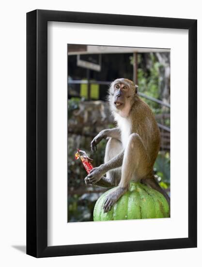 Long-Tailed Macaque with Candy Bar at Batu Caves, Kuala Lumpur, Malaysia-Paul Souders-Framed Photographic Print