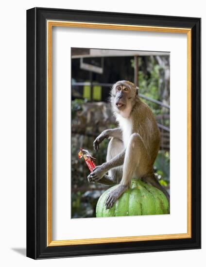 Long-Tailed Macaque with Candy Bar at Batu Caves, Kuala Lumpur, Malaysia-Paul Souders-Framed Photographic Print