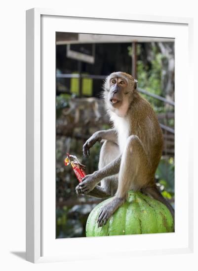 Long-Tailed Macaque with Candy Bar at Batu Caves, Kuala Lumpur, Malaysia-Paul Souders-Framed Photographic Print