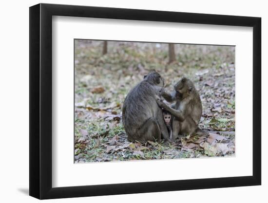 Long-Tailed Macaques (Macaca Fascicularis)Grooming Near Angkor Thom, Siem Reap, Cambodia, Indochina-Michael Nolan-Framed Photographic Print