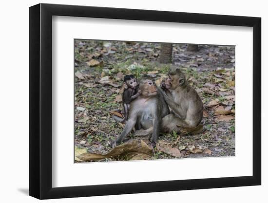 Long-Tailed Macaques (Macaca Fascicularis) Grooming Near Angkor Thom, Siem Reap, Cambodia-Michael Nolan-Framed Photographic Print