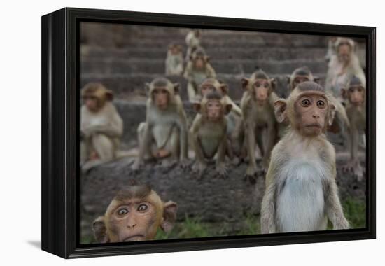 Long-Tailed Macaques (Macaca Fascicularis) Group of Juveniles on Steps at Monkey Temple-Mark Macewen-Framed Premier Image Canvas