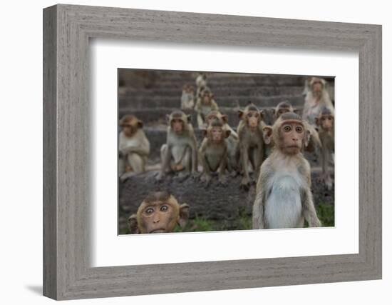 Long-Tailed Macaques (Macaca Fascicularis) Group of Juveniles on Steps at Monkey Temple-Mark Macewen-Framed Photographic Print