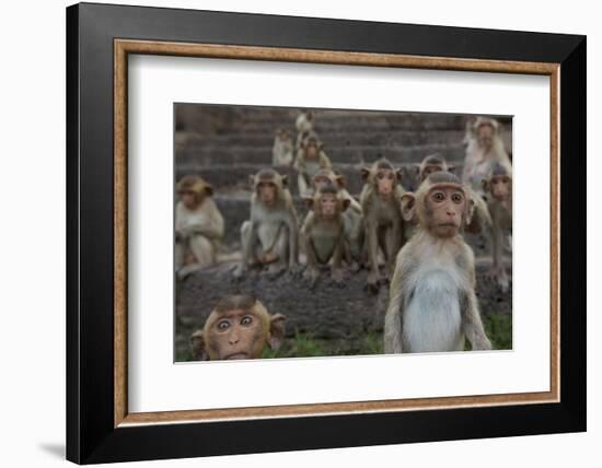 Long-Tailed Macaques (Macaca Fascicularis) Group of Juveniles on Steps at Monkey Temple-Mark Macewen-Framed Photographic Print