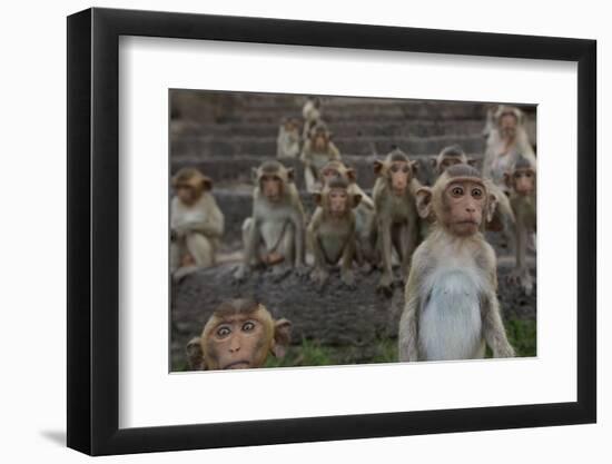 Long-Tailed Macaques (Macaca Fascicularis) Group of Juveniles on Steps at Monkey Temple-Mark Macewen-Framed Photographic Print