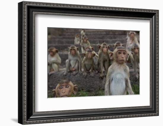 Long-Tailed Macaques (Macaca Fascicularis) Group of Juveniles on Steps at Monkey Temple-Mark Macewen-Framed Photographic Print