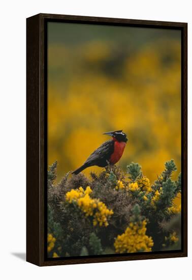 Long-Tailed Meadowlark on Bush-DLILLC-Framed Premier Image Canvas