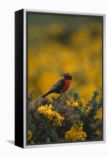 Long-Tailed Meadowlark on Bush-DLILLC-Framed Premier Image Canvas