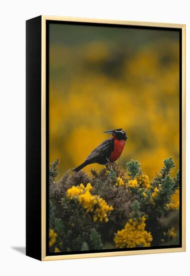 Long-Tailed Meadowlark on Bush-DLILLC-Framed Premier Image Canvas