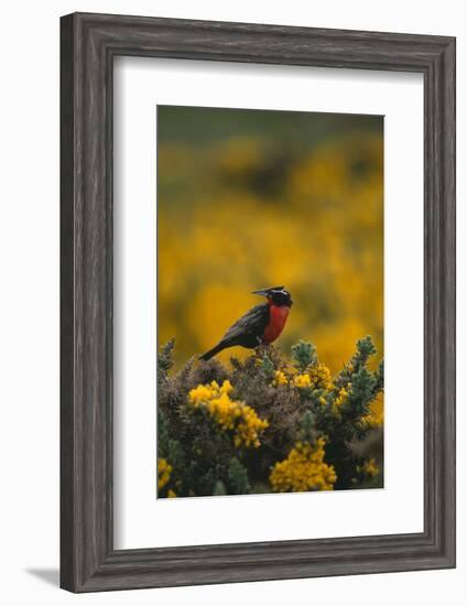 Long-Tailed Meadowlark on Bush-DLILLC-Framed Photographic Print