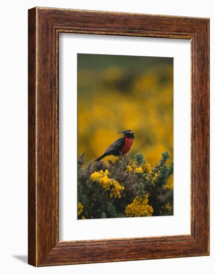 Long-Tailed Meadowlark on Bush-DLILLC-Framed Photographic Print