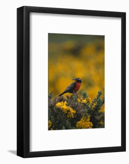 Long-Tailed Meadowlark on Bush-DLILLC-Framed Photographic Print