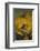 Long-Tailed Meadowlark on Bush-DLILLC-Framed Photographic Print