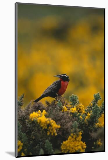 Long-Tailed Meadowlark on Bush-DLILLC-Mounted Photographic Print
