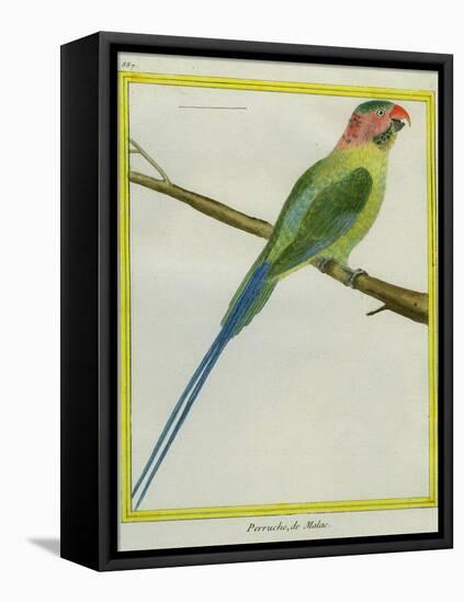 Long-Tailed Parakeet-Georges-Louis Buffon-Framed Premier Image Canvas