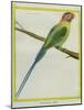 Long-Tailed Parakeet-Georges-Louis Buffon-Mounted Giclee Print