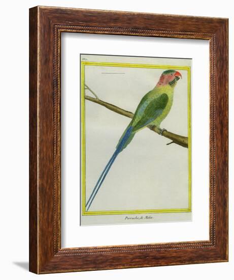Long-Tailed Parakeet-Georges-Louis Buffon-Framed Giclee Print