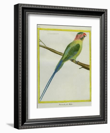 Long-Tailed Parakeet-Georges-Louis Buffon-Framed Giclee Print