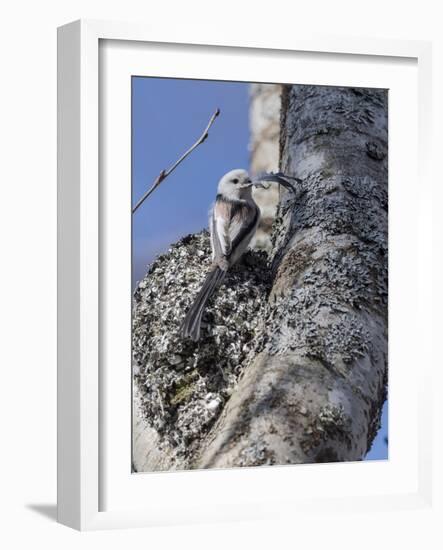 Long-tailed tit (Aegithalos caudatus caudatus) placing feather in nest, Finland. April-Jussi Murtosaari-Framed Photographic Print