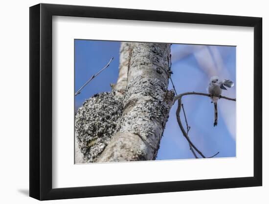 Long-tailed tit (Aegithalos caudatus caudatus) with feather for nest, Finland. April-Jussi Murtosaari-Framed Photographic Print