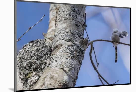 Long-tailed tit (Aegithalos caudatus caudatus) with feather for nest, Finland. April-Jussi Murtosaari-Mounted Photographic Print