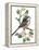 Long Tailed Tit and Cherry Blossom-Nell Hill-Framed Premier Image Canvas