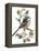 Long Tailed Tit and Cherry Blossom-Nell Hill-Framed Premier Image Canvas