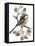 Long Tailed Tit and Cherry Blossom-Nell Hill-Framed Premier Image Canvas