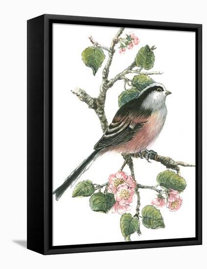 Long Tailed Tit and Cherry Blossom-Nell Hill-Framed Premier Image Canvas