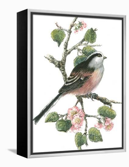 Long Tailed Tit and Cherry Blossom-Nell Hill-Framed Premier Image Canvas