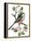 Long Tailed Tit and Cherry Blossom-Nell Hill-Framed Premier Image Canvas