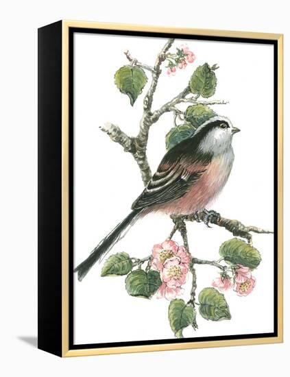 Long Tailed Tit and Cherry Blossom-Nell Hill-Framed Premier Image Canvas