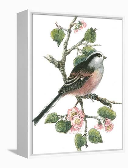 Long Tailed Tit and Cherry Blossom-Nell Hill-Framed Premier Image Canvas
