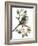 Long Tailed Tit and Cherry Blossom-Nell Hill-Framed Giclee Print