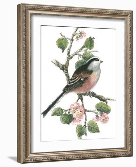 Long Tailed Tit and Cherry Blossom-Nell Hill-Framed Giclee Print