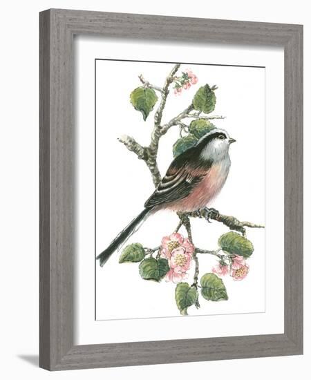 Long Tailed Tit and Cherry Blossom-Nell Hill-Framed Giclee Print