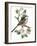 Long Tailed Tit and Cherry Blossom-Nell Hill-Framed Giclee Print