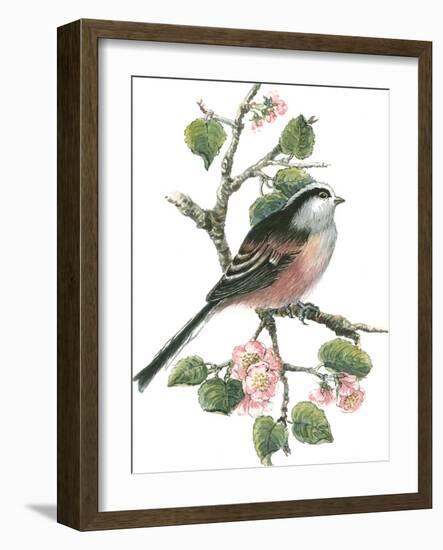 Long Tailed Tit and Cherry Blossom-Nell Hill-Framed Giclee Print